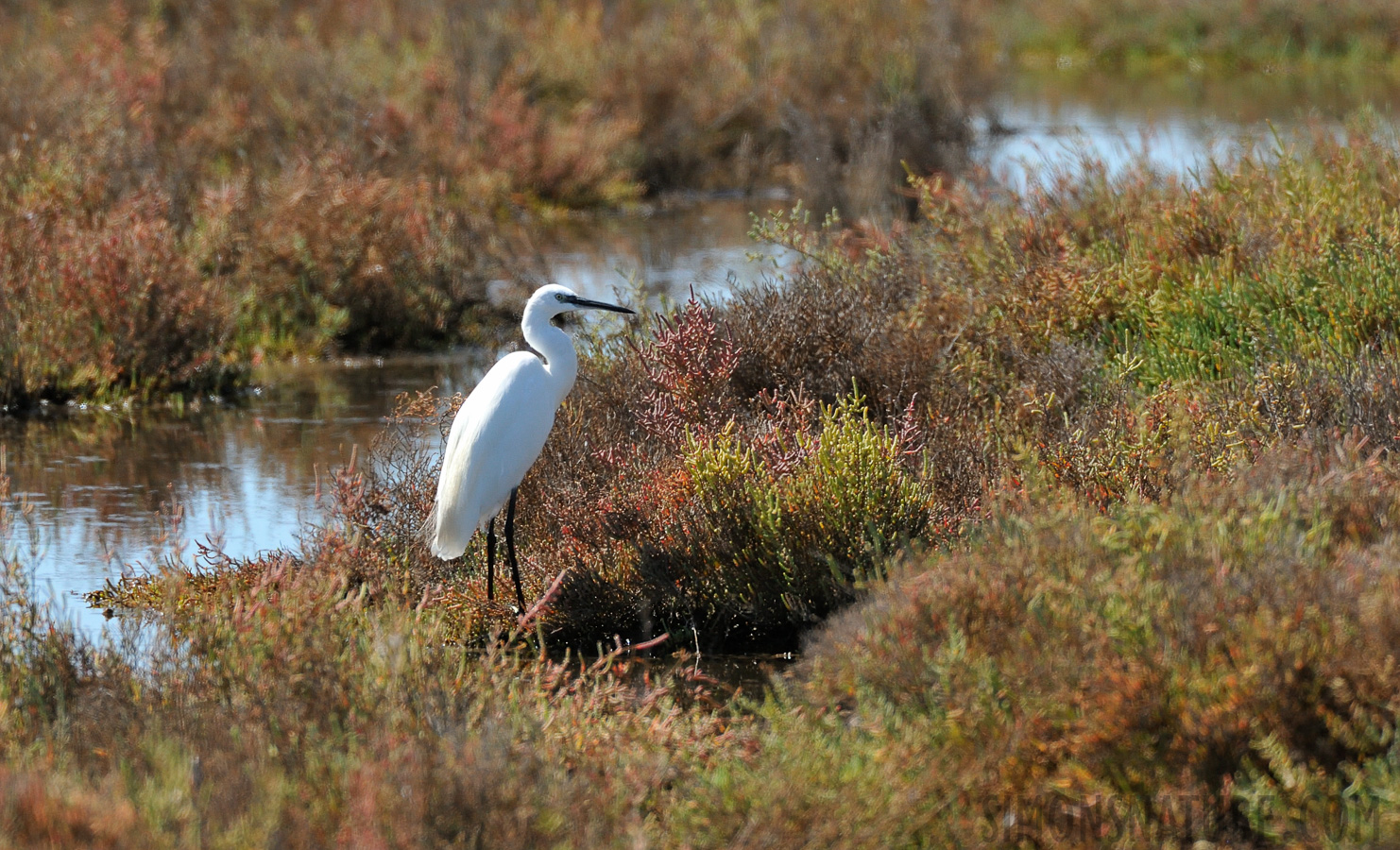 Egretta garzetta garzetta [550 mm, 1/2500 Sek. bei f / 8.0, ISO 1600]